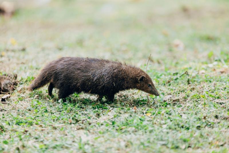 Moles