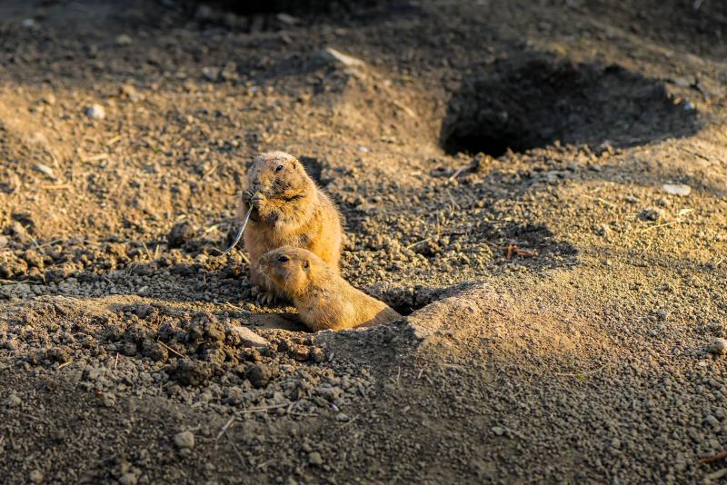 Prairie Dogs