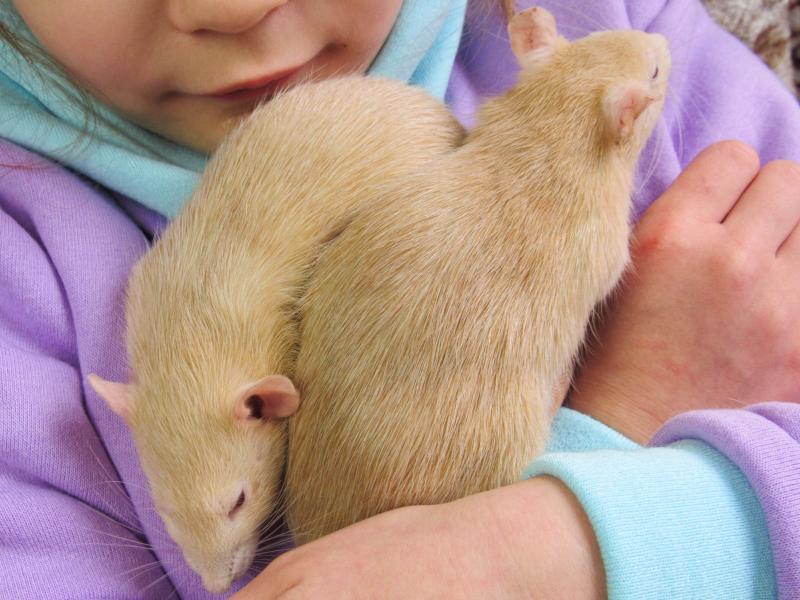Rats