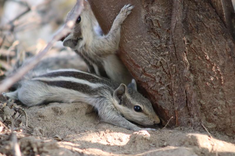 Squirrels