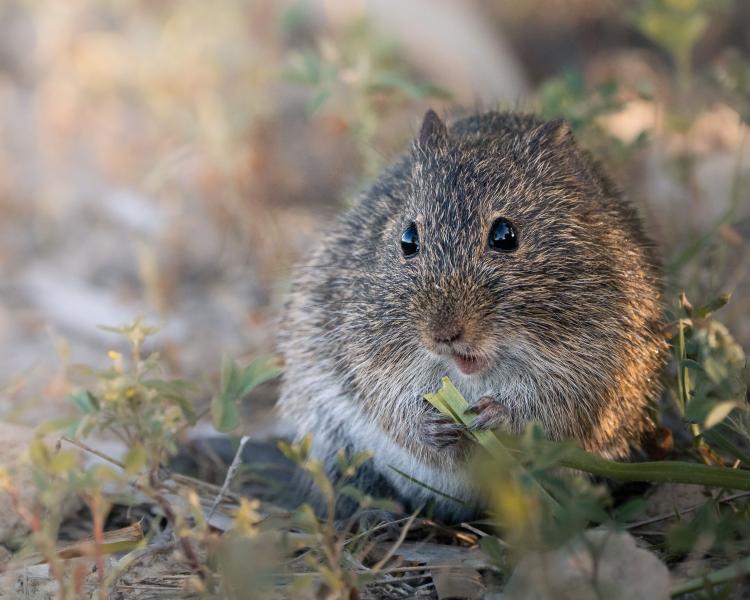 Voles