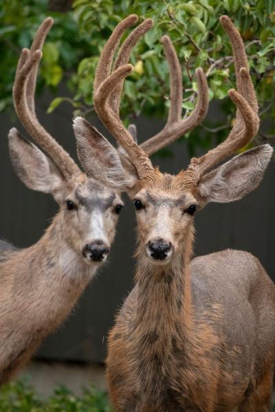 Deer
