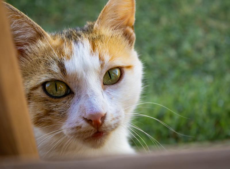 Cats