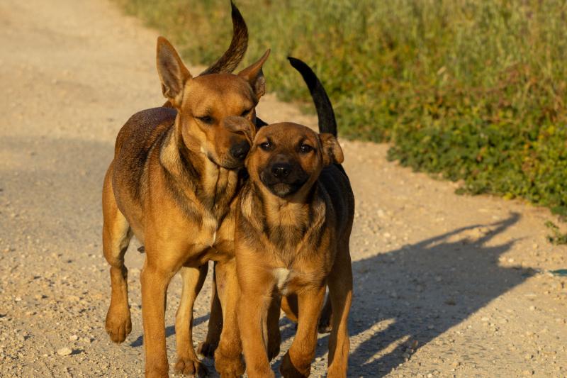 Dogs