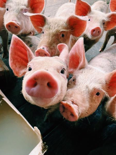 Pigs/Swine