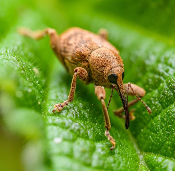 Insect Pests