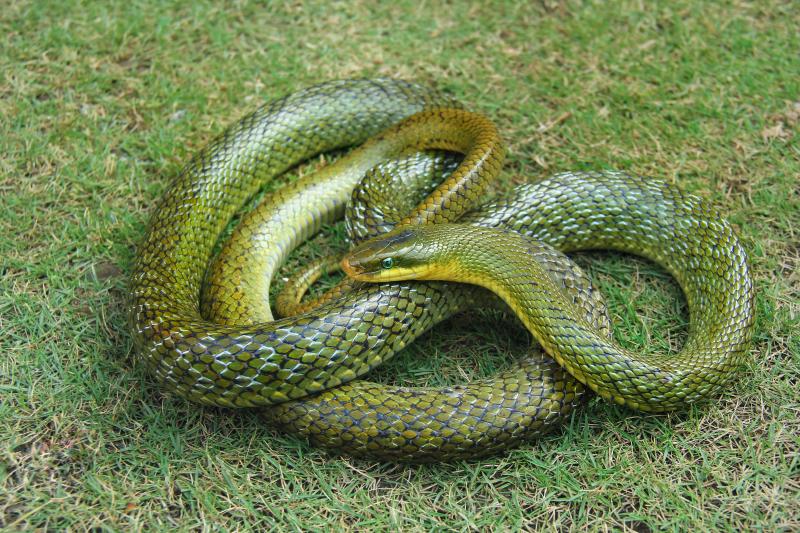Invasive Species