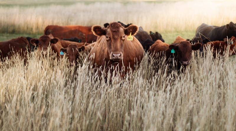 Livestock
