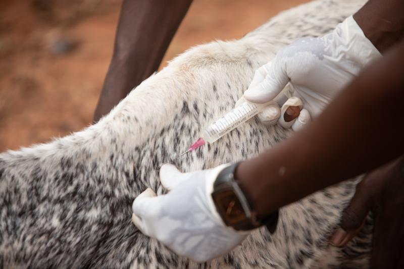 Veterinary & Health