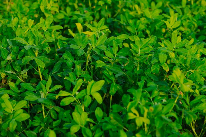 Forage & Hay Crops