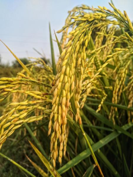 Grain & Cereal Crops