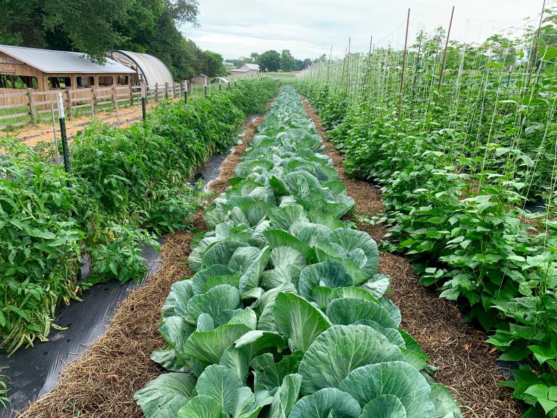 Vegetable Row Crops