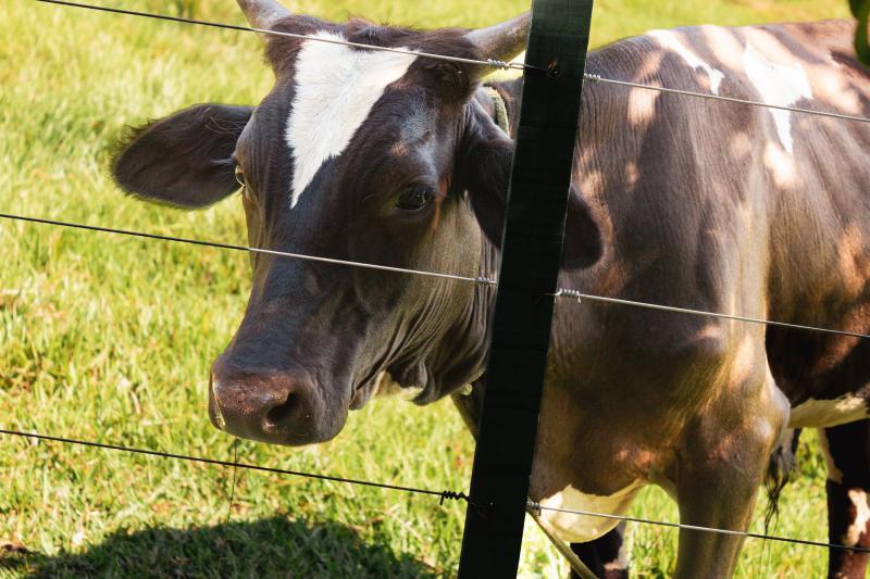 Electric Fencing