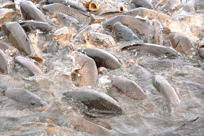 Aquaculture