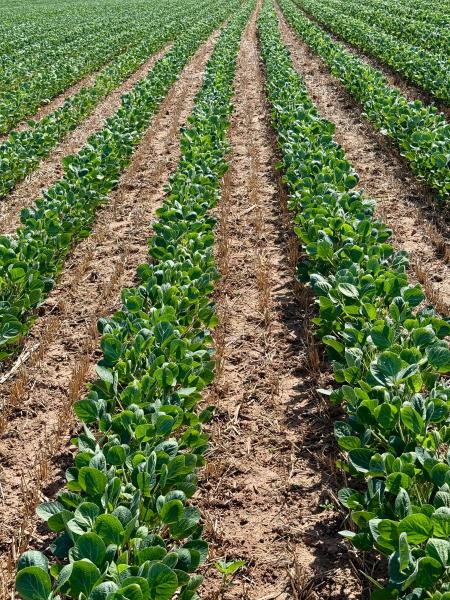 Weed Control Products