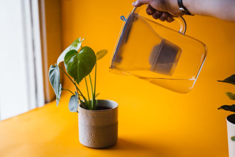 Water Pitchers