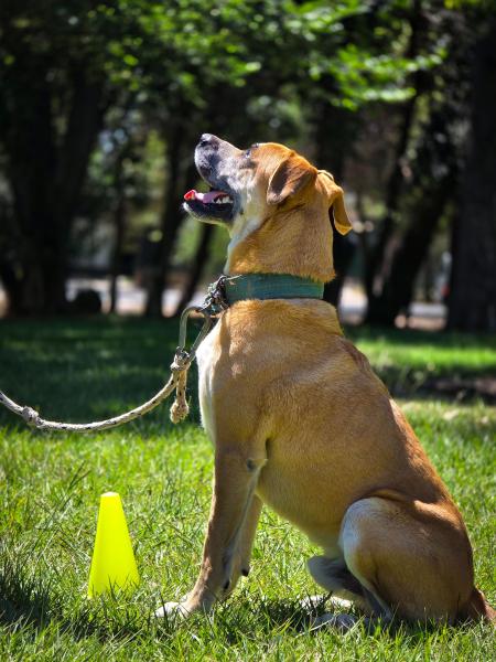 Animal Training & Behavior