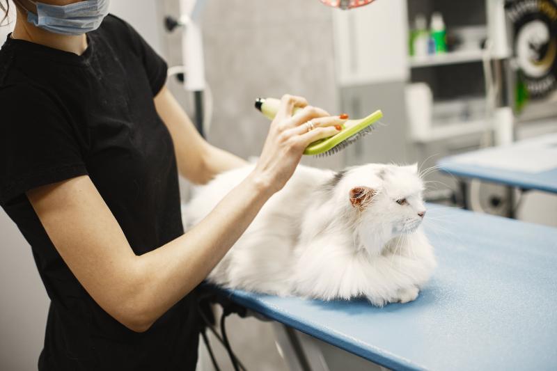 Animal Grooming & Hygiene