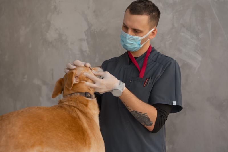 Animal Health & Wellness