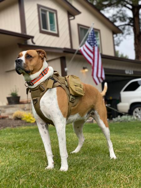 Pet Emergency & Survival
