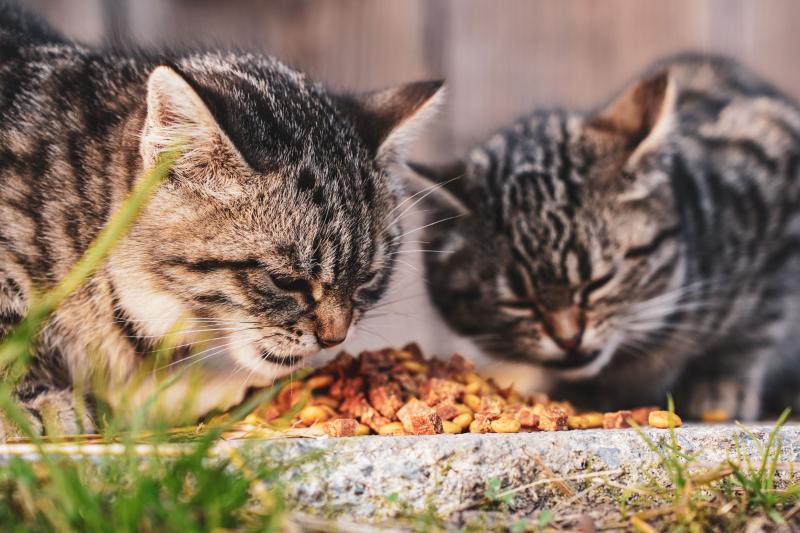 Cat Food