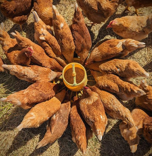 Bird Feed