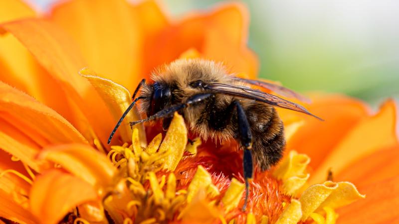 Bee Nutrition