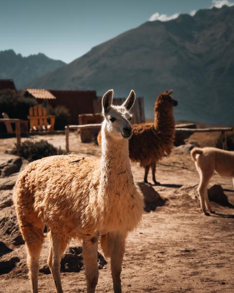 Alpaca & Llama Feed