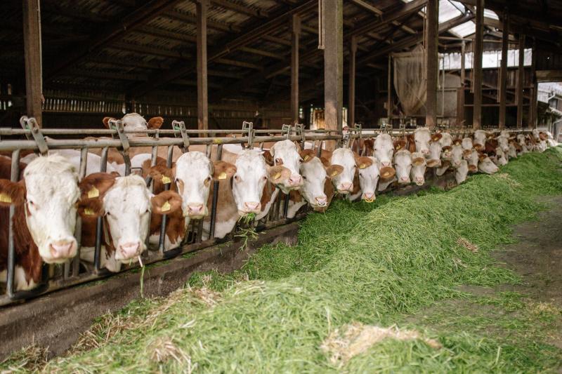 Cattle Feed