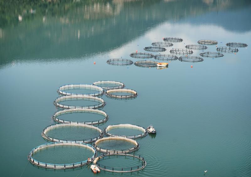 Fish & Aquaculture Feed