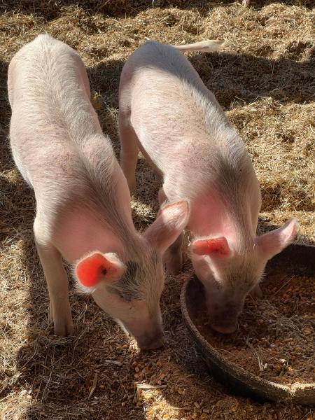 Pig Feed