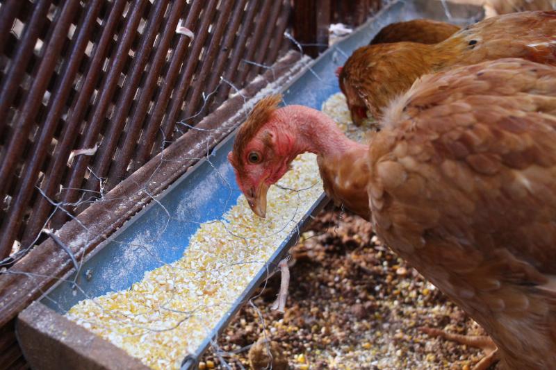 Poultry Feed