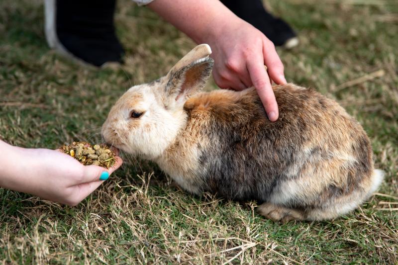 Rabbit & Small Animal Feed