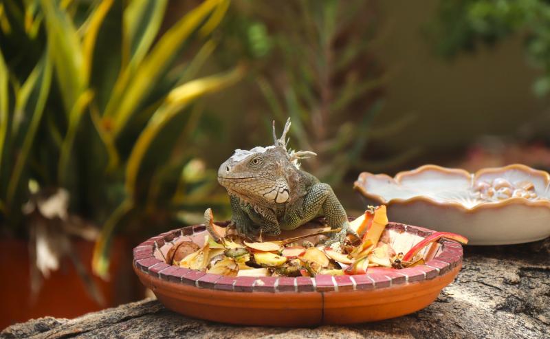 Reptile Feed
