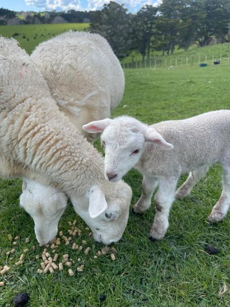 Sheep & Goat Feed