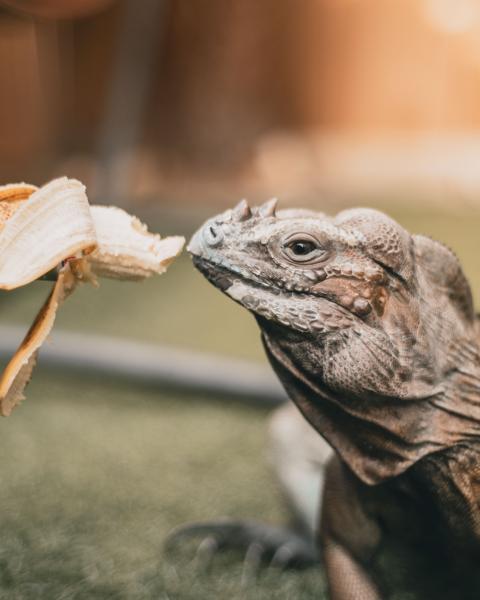 Exotic Pets