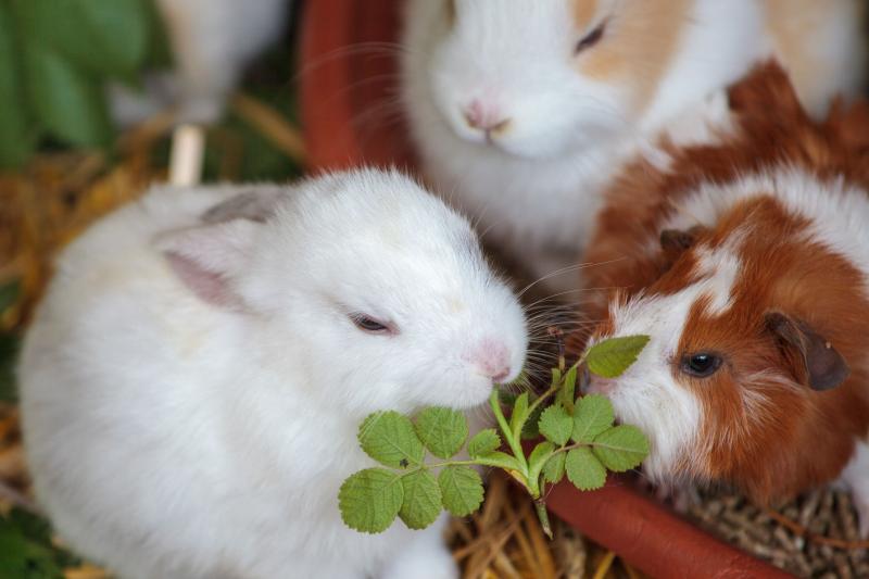 Small Pets