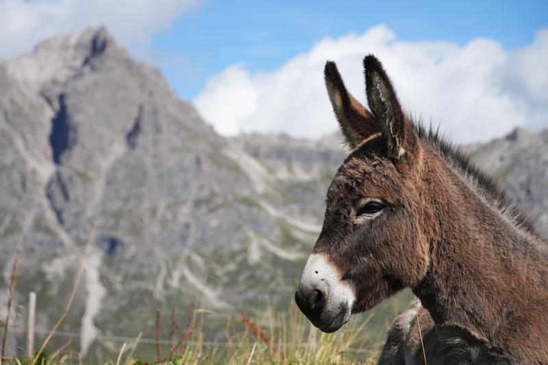 Mules, Donkeys & Pack Animals