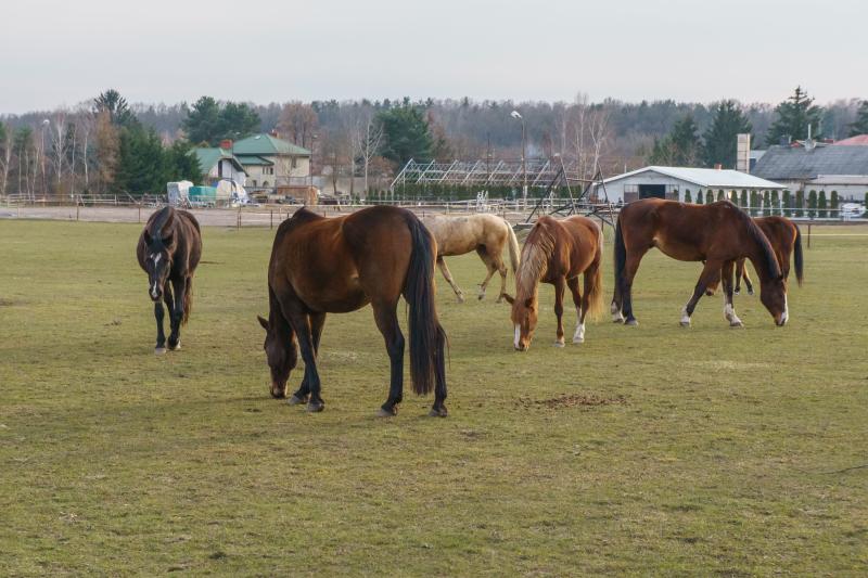 Stable & Pasture Management