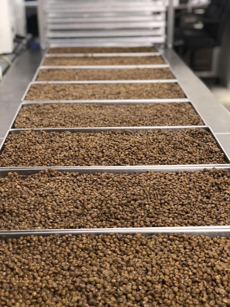 Freeze Dried Fully Cooked Green Lentils