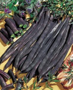 String Beans, Blauhilde