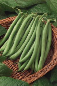 String Beans, Bush Blue Lake 156