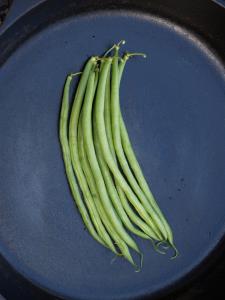 String Beans, Calima - Great for organic growing!