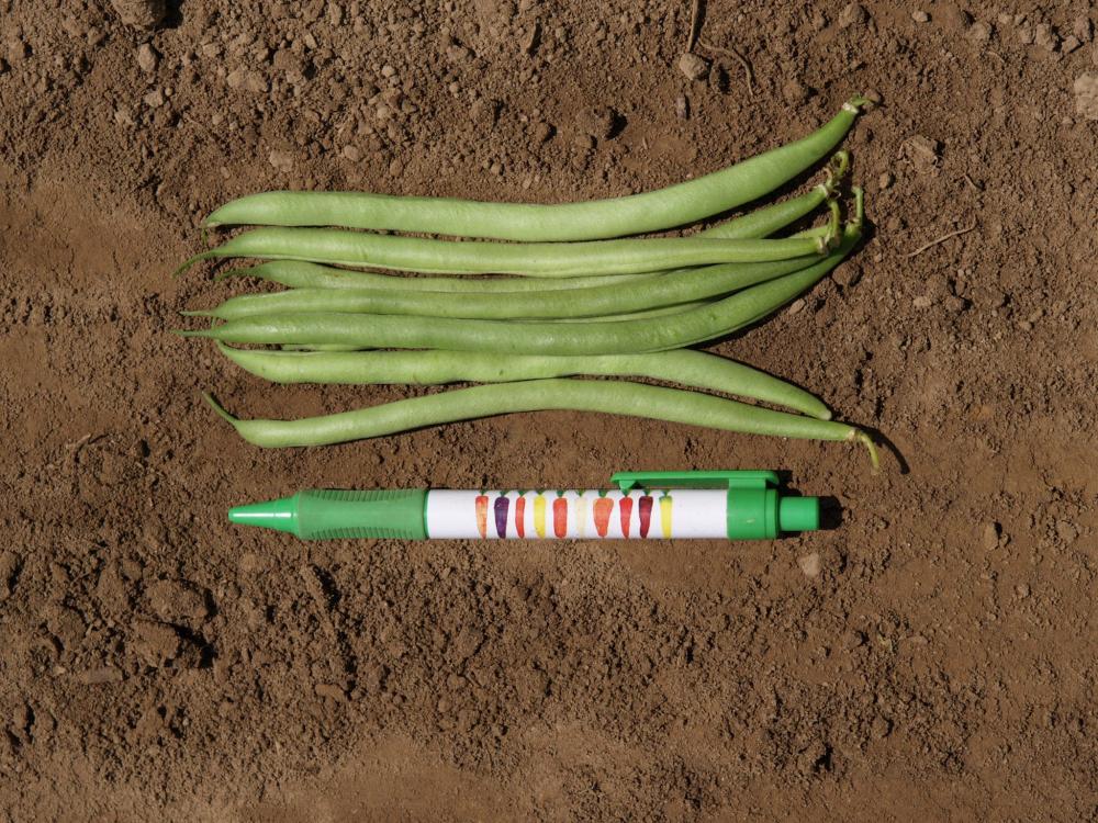 String Beans, Delinel