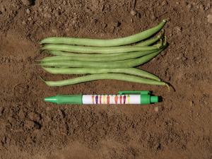 String Beans, Delinel