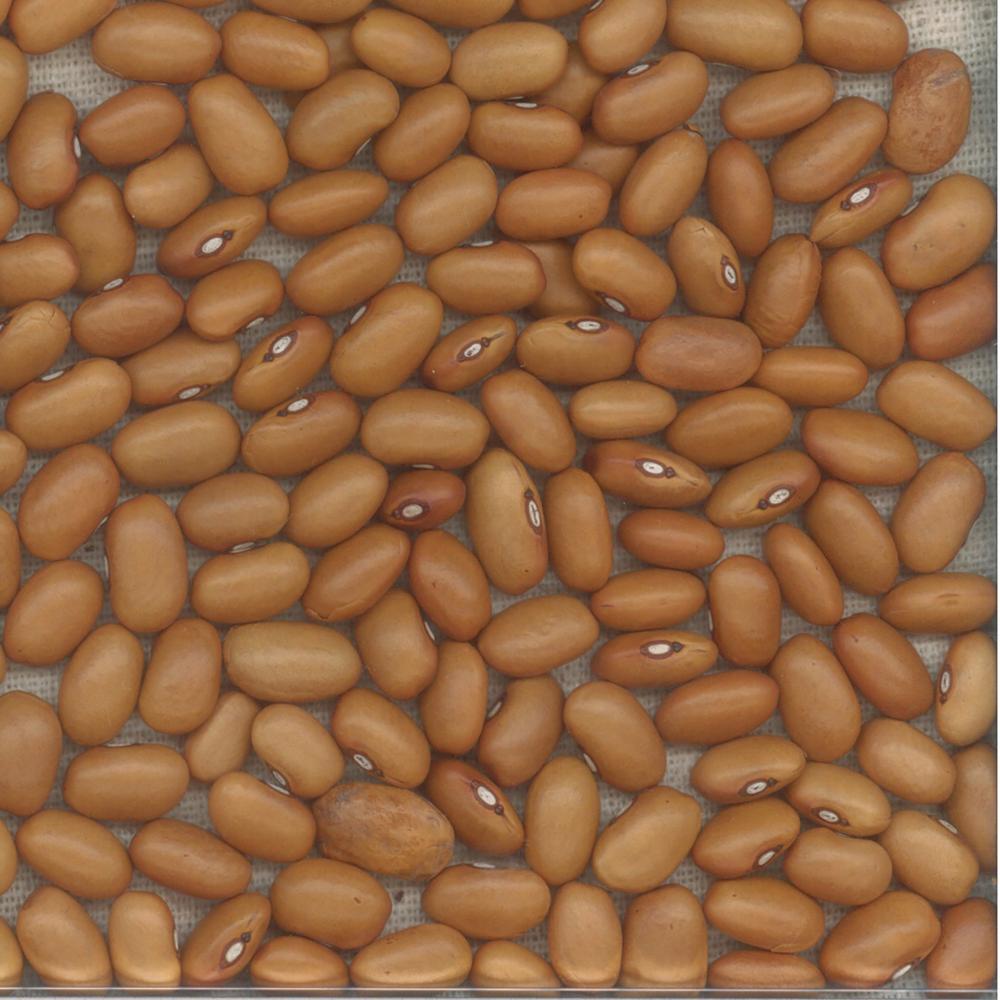 String Beans, Dutch Brown