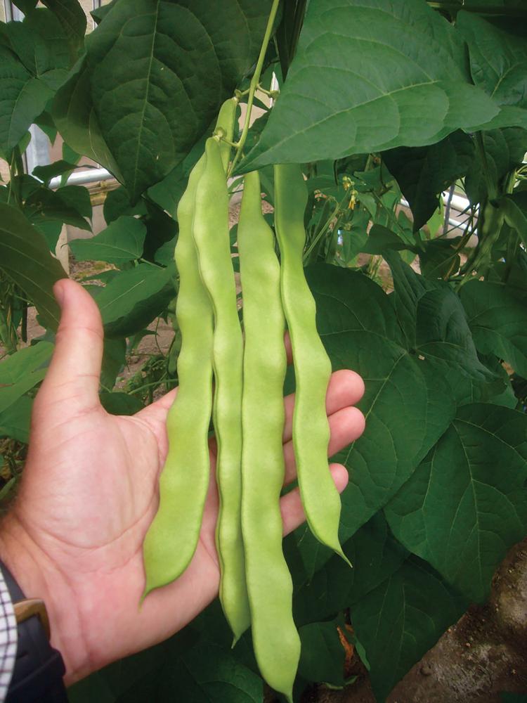 String Beans, Hunter