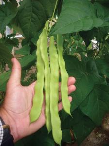 String Beans, Hunter