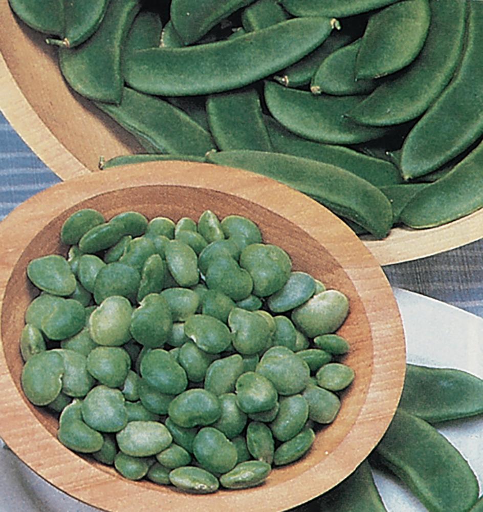 String Beans, Lima Fordhook