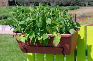 String Beans, Mascotte